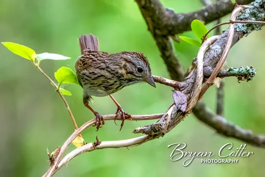 Lincoln's Sparrow