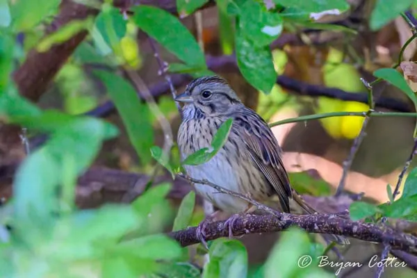 Lincoln's Sparrow