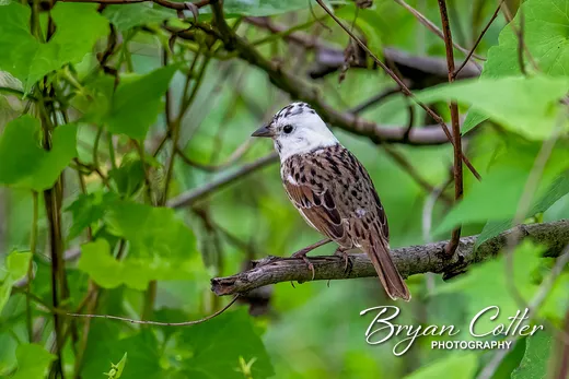 Lincoln's Sparrow