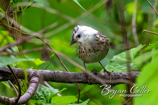 Lincoln's Sparrow
