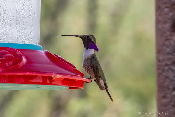 Lucifer Hummingbird