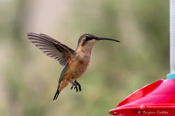 Lucifer Hummingbird