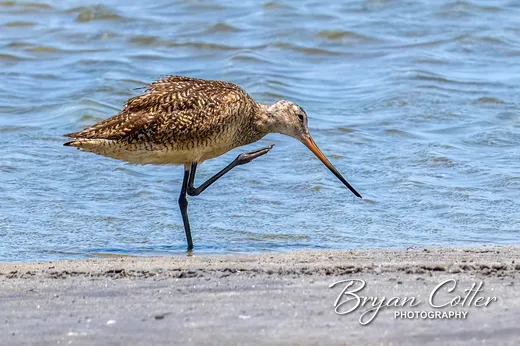 Marbled Godwit