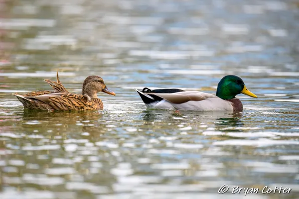 Mallard