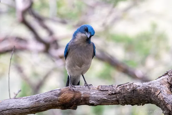 Mexican Jay