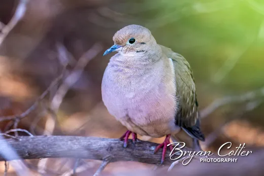 Mourning Dove