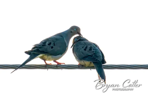 Mourning Dove