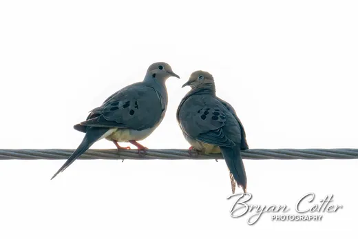 Mourning Dove