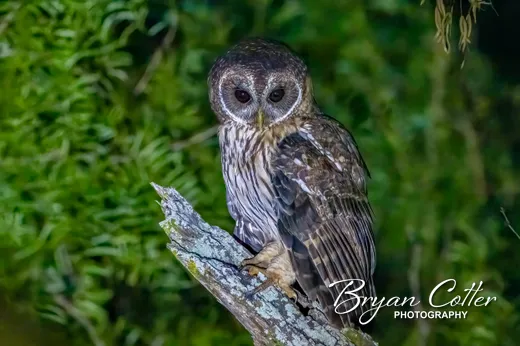 Mottled Owl