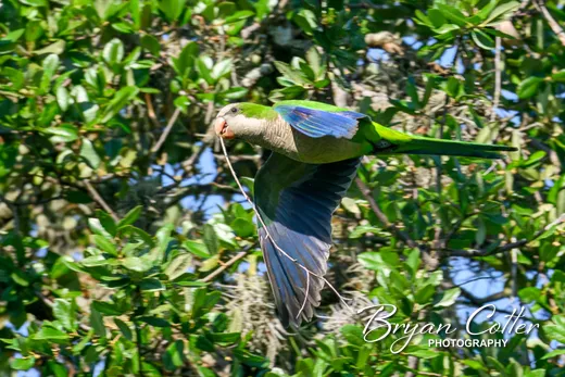 Monk Parakeet
