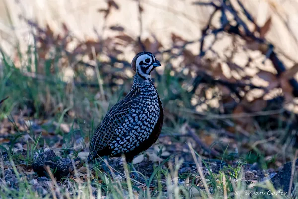 Montezuma Quail