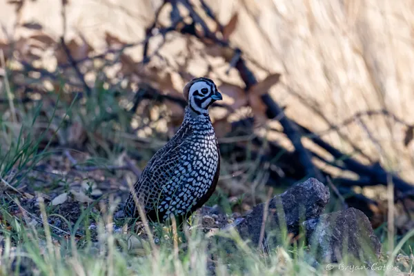 Montezuma Quail