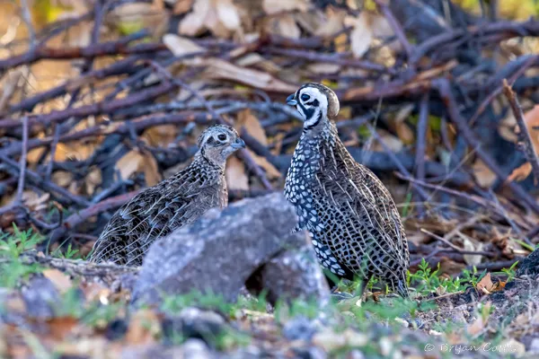 Montezuma Quail