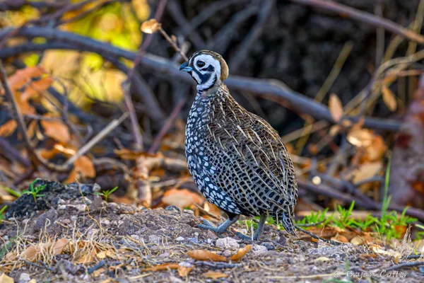Montezuma Quail