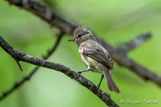 Northern Beardless-Tyrannulet