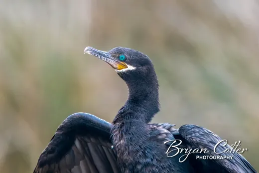 Neotropic Cormorant