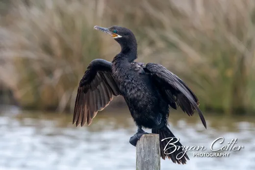 Neotropic Cormorant