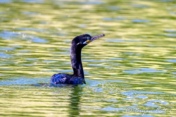 Neotropic Cormorant