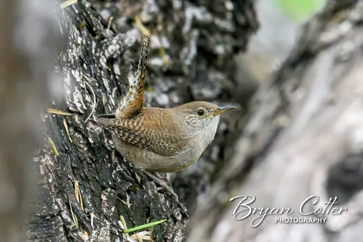 Northern House Wren