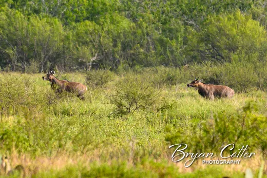 Nilgai