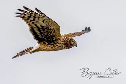 Northern Harrier