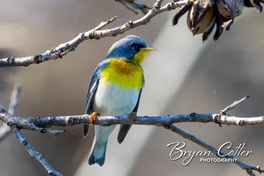 Northern Parula