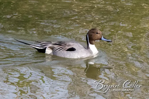 Northern Pintail