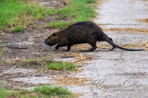 Nutria