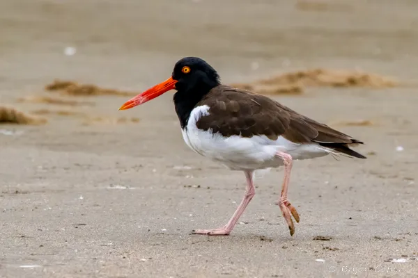 American Oystercatcher