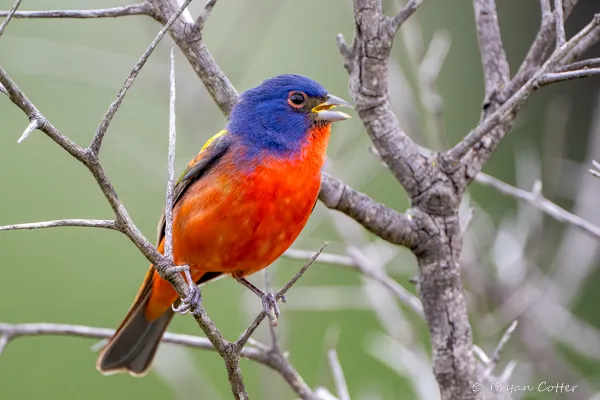 Painted Bunting