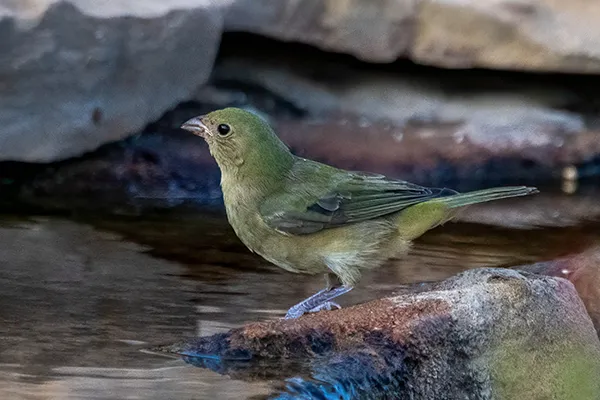 Painted Bunting