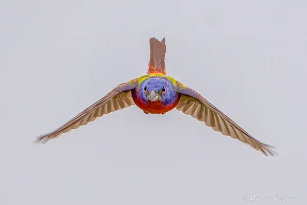 Painted Bunting