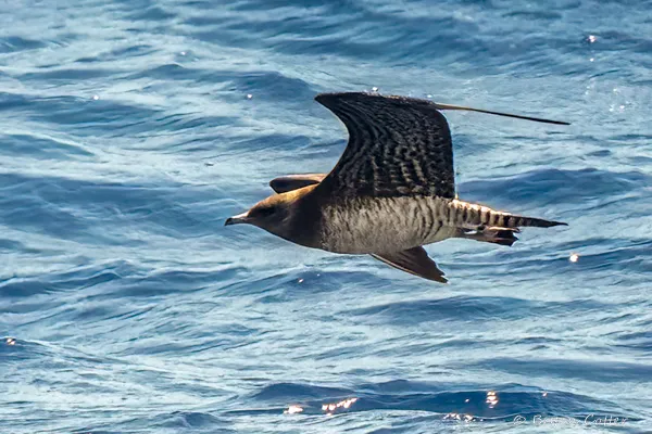 Parasitic Jaeger