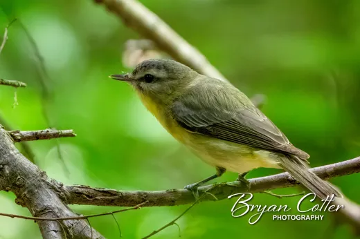 Philadelphia Vireo