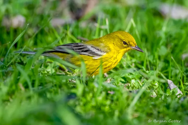 Pine Warbler