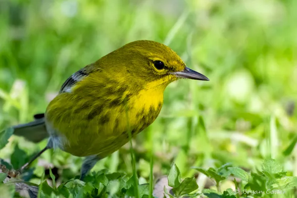 Pine Warbler