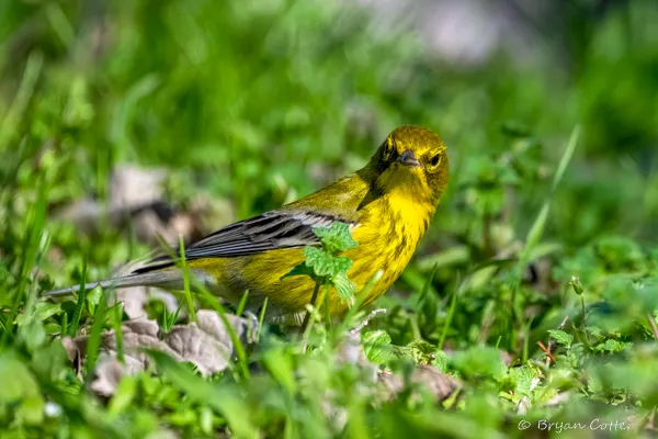 Pine Warbler