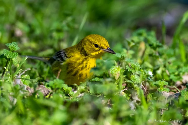 Pine Warbler