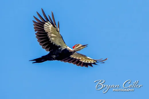 Pileated Woodpecker