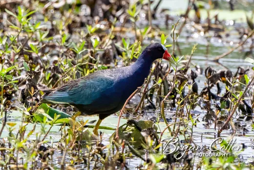 Purple Gallinule
