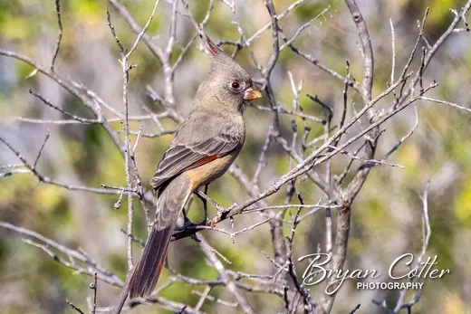 Pyrrhuloxia