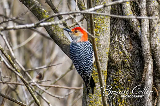 Red-bellied Woodpecker