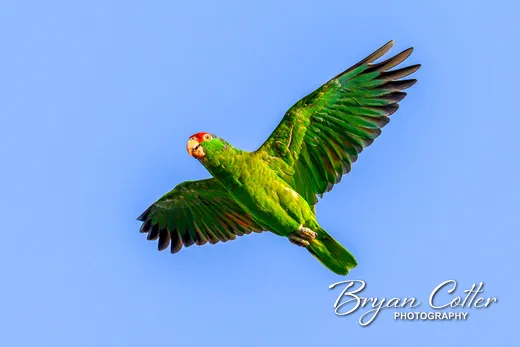 Red-crowned Parrot