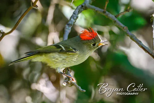 Ruby-crowned Kinglet