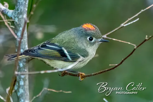 Ruby-crowned Kinglet