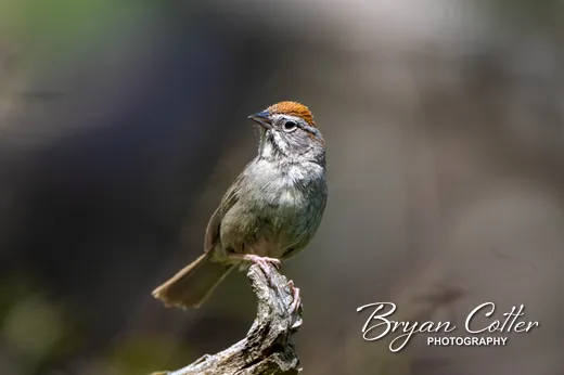 Rufous-crowned Sparrow