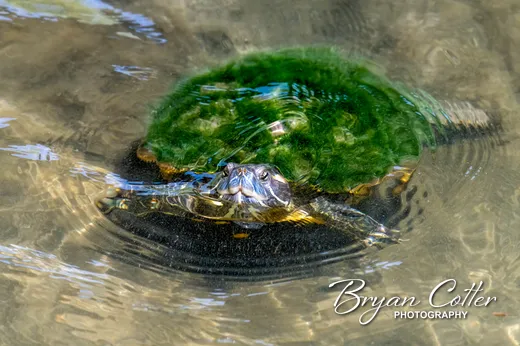 Red-eared Slider
