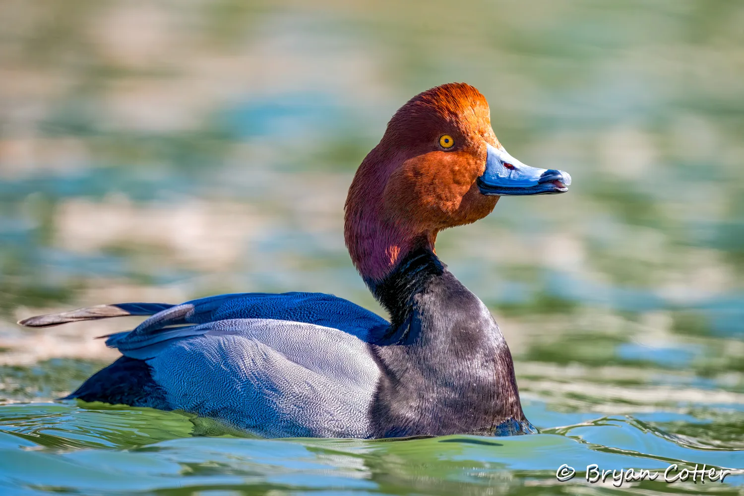 Redhead