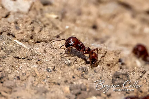 Red Harvester Ant
