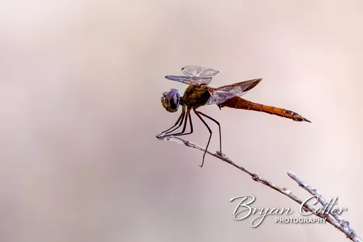 Red-mantled Saddlebags Dragonfly